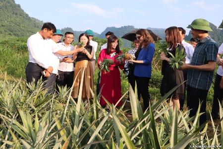 Đoàn công tác Đại sứ quán Cộng hòa Séc tại Việt Nam thăm vùng nguyên liệu dứa tại huyện Sìn Hồ